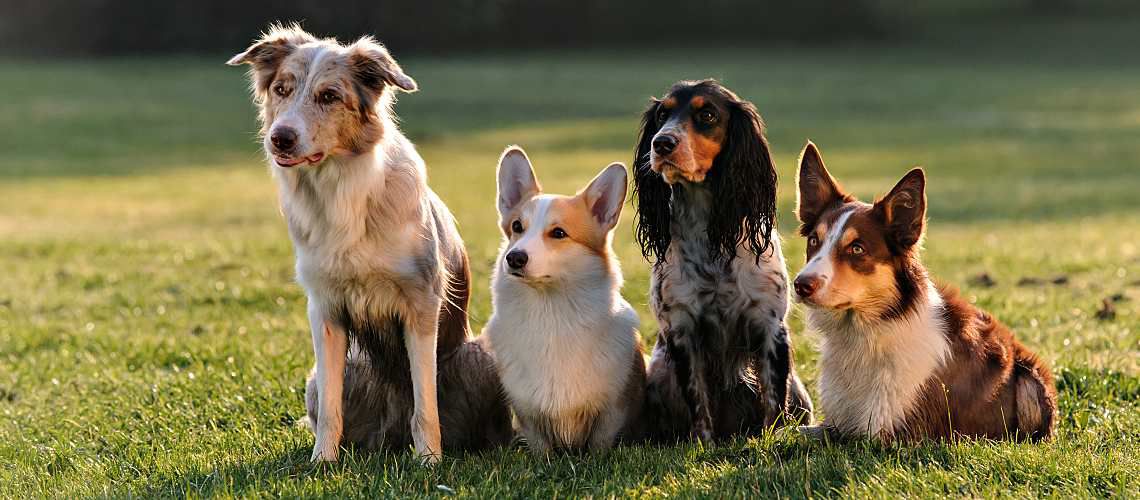 Four dogs sitting together in a field.