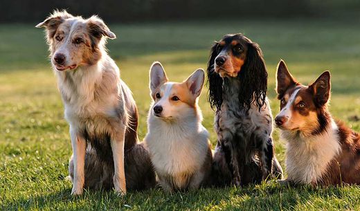 Four dogs sitting together in a field.