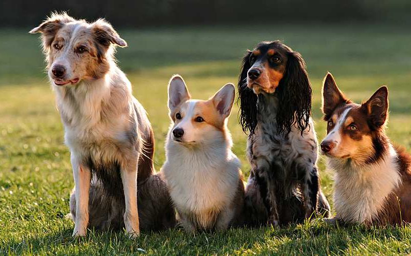 Four dogs sitting together in a field.