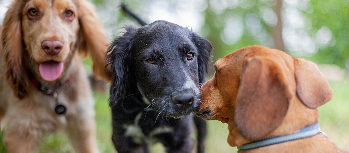 Dogs playing together in field