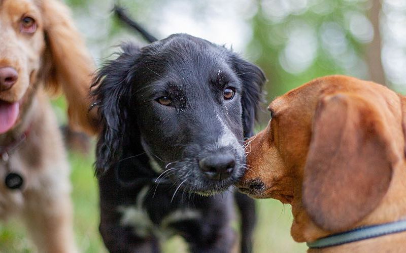 Dogs playing together in field