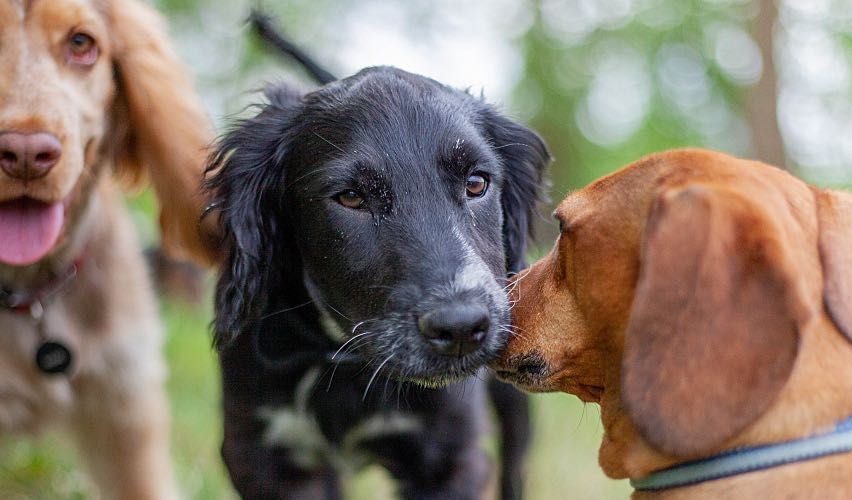 Dogs playing together in field
