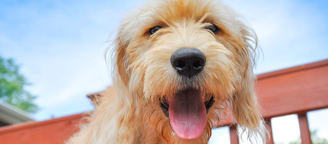 Yellow dog smiling at the camera.