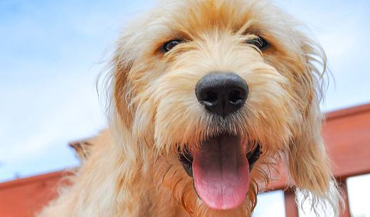 Yellow dog smiling at the camera.