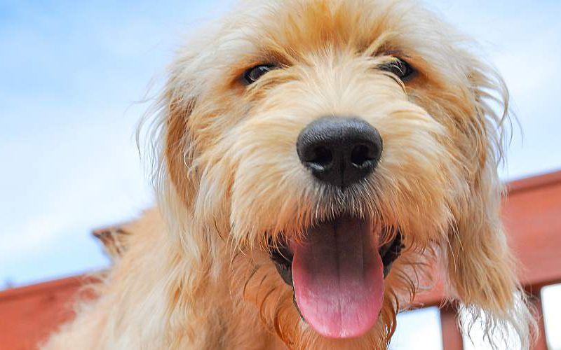 Yellow dog smiling at the camera.