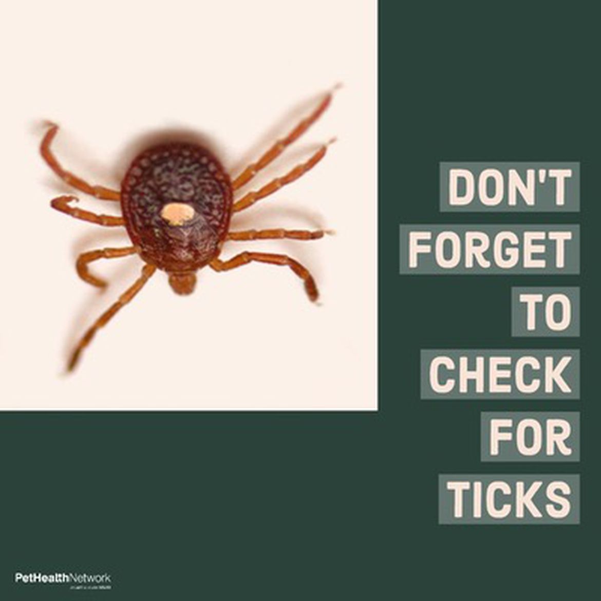 Social media post to share information about the risk of ticks on dogs.