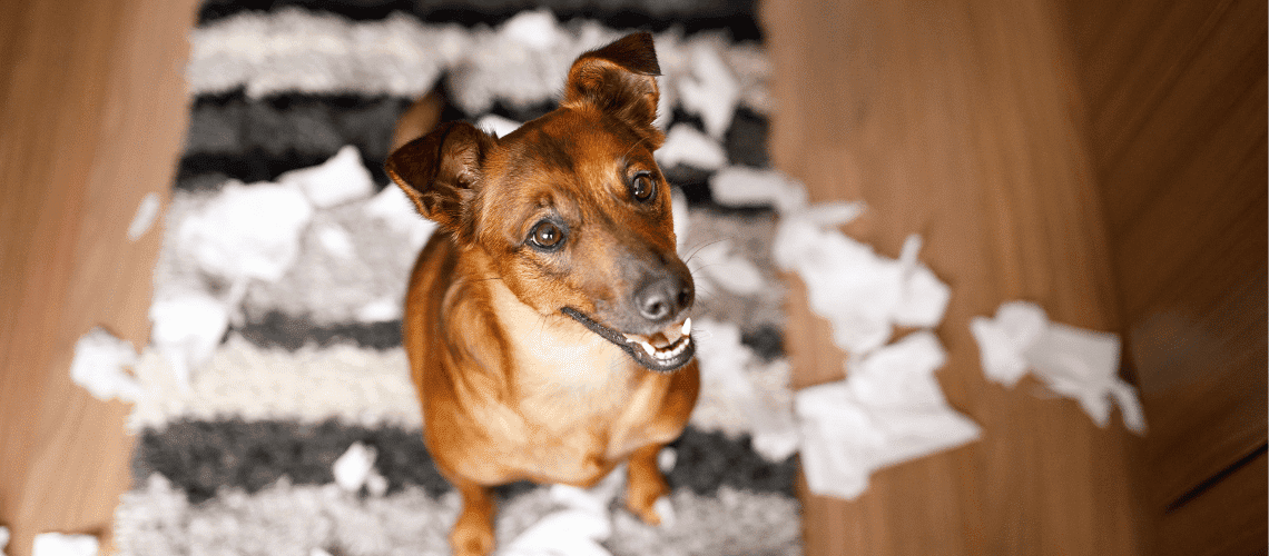 Young dog looking up in a pile of ripped papers.