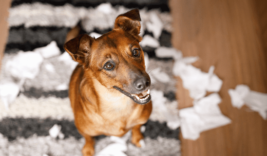 Young dog looking up in a pile of ripped papers.