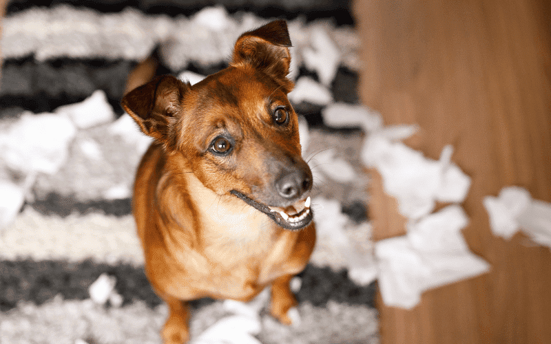 Young dog looking up in a pile of ripped papers.