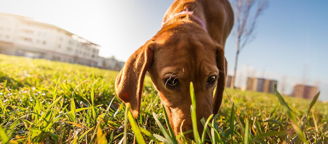 Bloodhound sniffing the grass.
