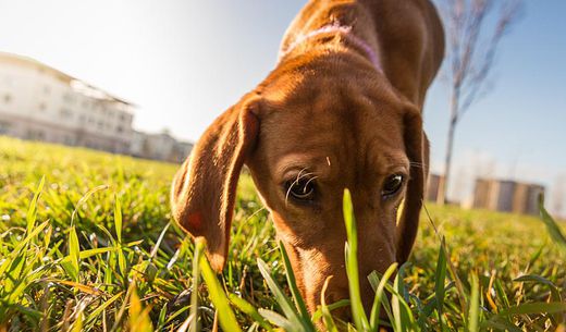 Bloodhound sniffing the grass.