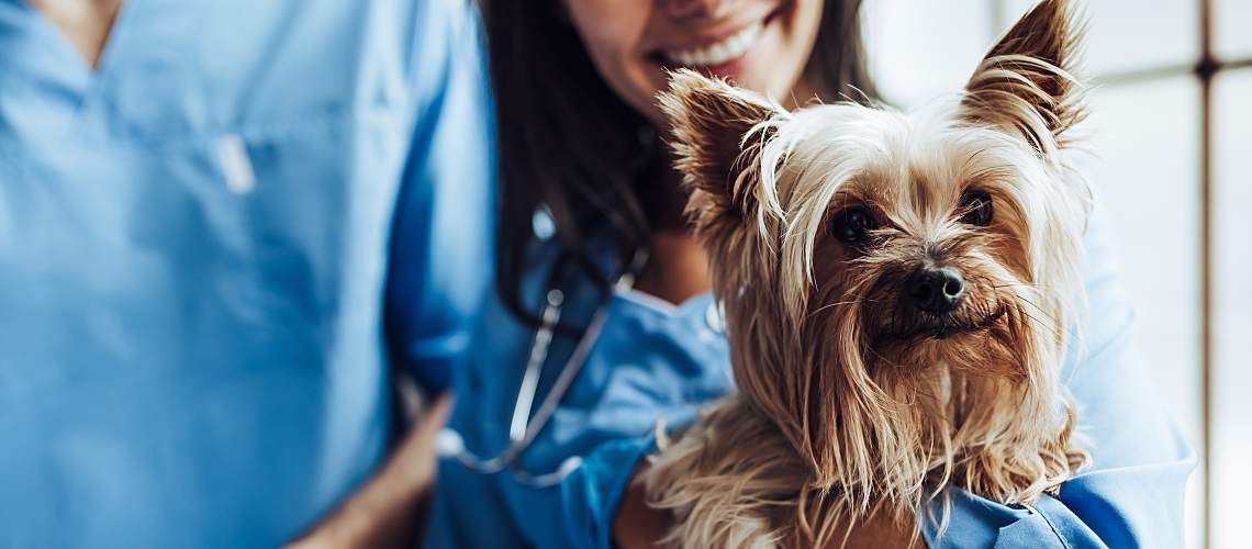 A veterinarian and a technician holding a Yorkshire terrier.