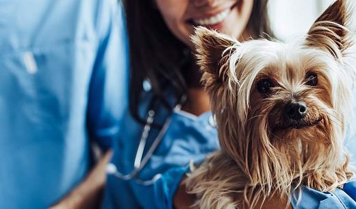 A veterinarian and a technician holding a Yorkshire terrier.