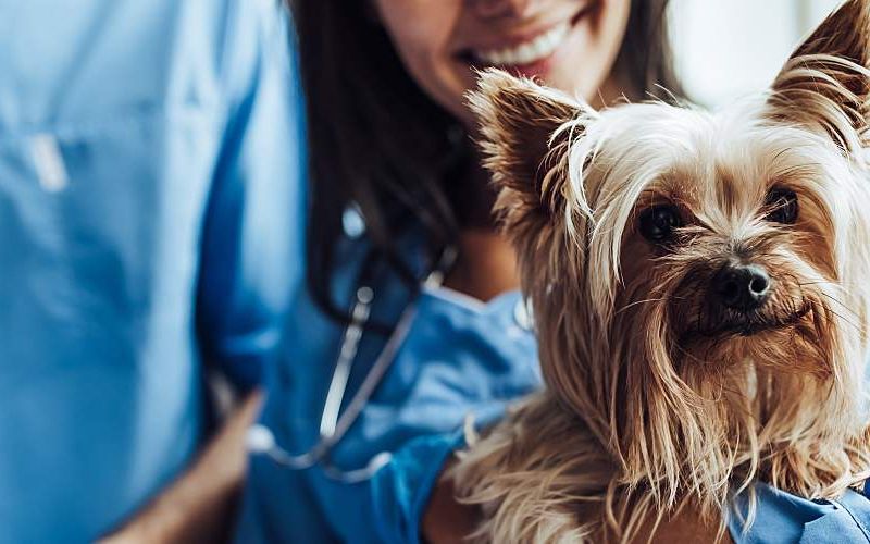 A veterinarian and a technician holding a Yorkshire terrier.