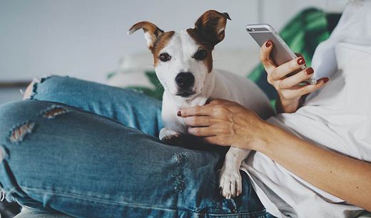 Millennial woman looking at iPhone with dog sitting on her lap.