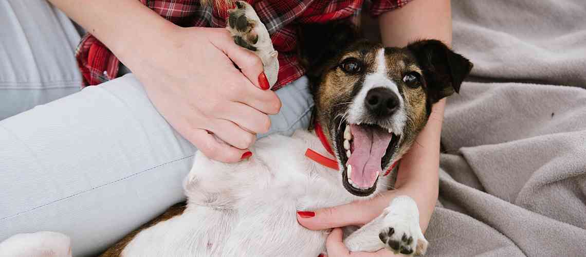 Happy dog lying down with owner.