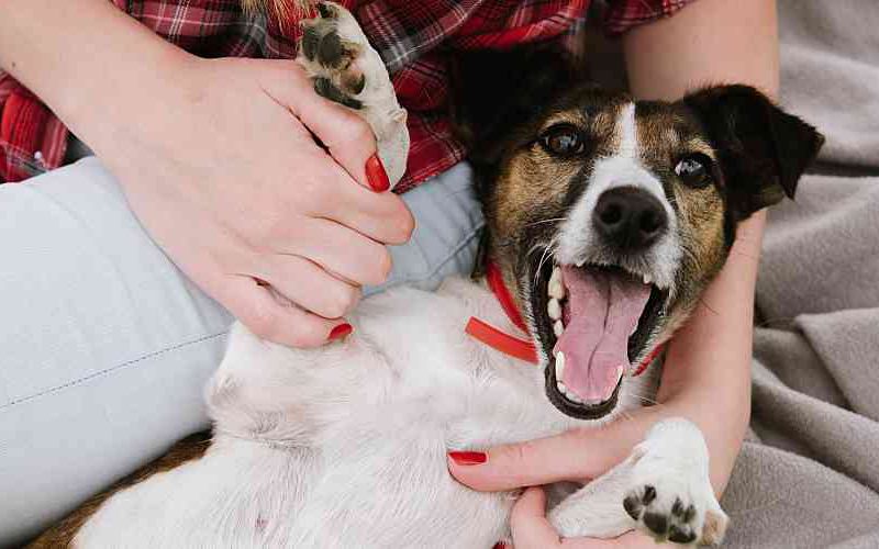 Happy dog lying down with owner.