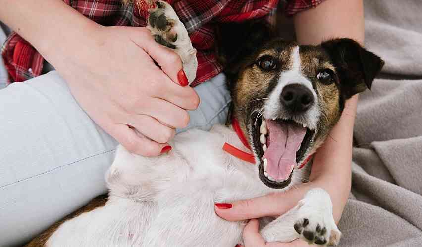 Happy dog lying down with owner.