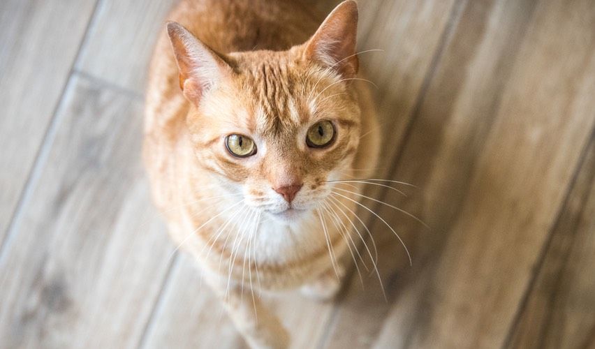 Orange tabby cat looking up at a person.