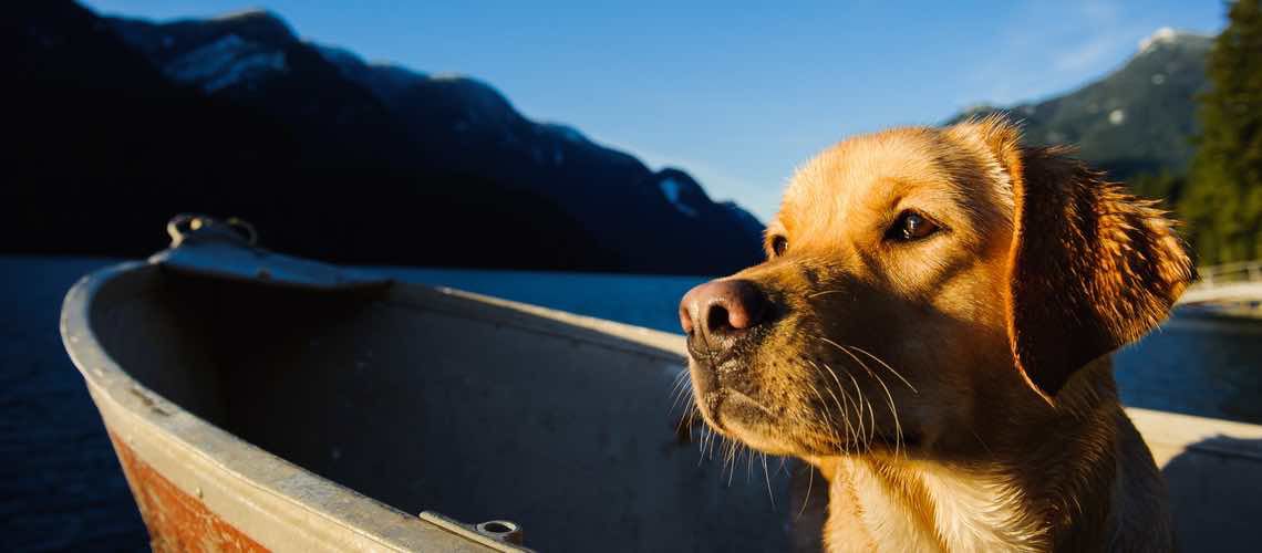 Yellow labrador in canoe boat on lake.