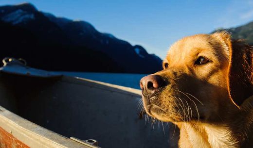 Yellow labrador in canoe boat on lake.