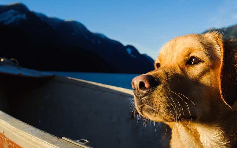 Yellow labrador in canoe boat on lake.