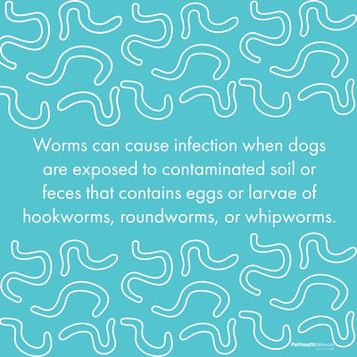 Social media post about how types of worms can make your canine and human family members sick.