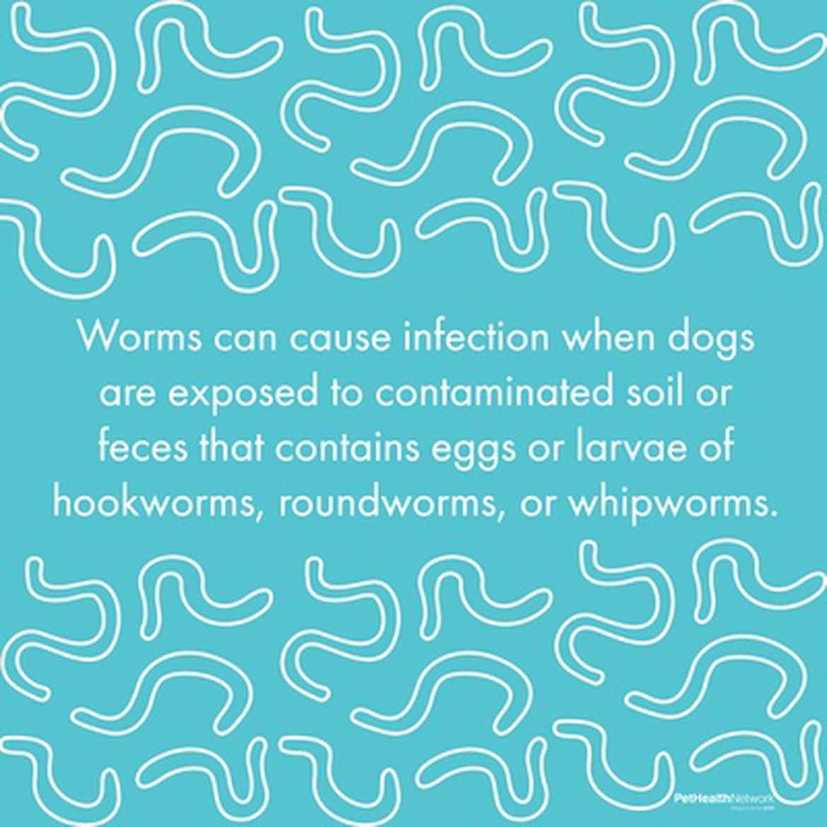 Social media post about how types of worms can make your canine and human family members sick.