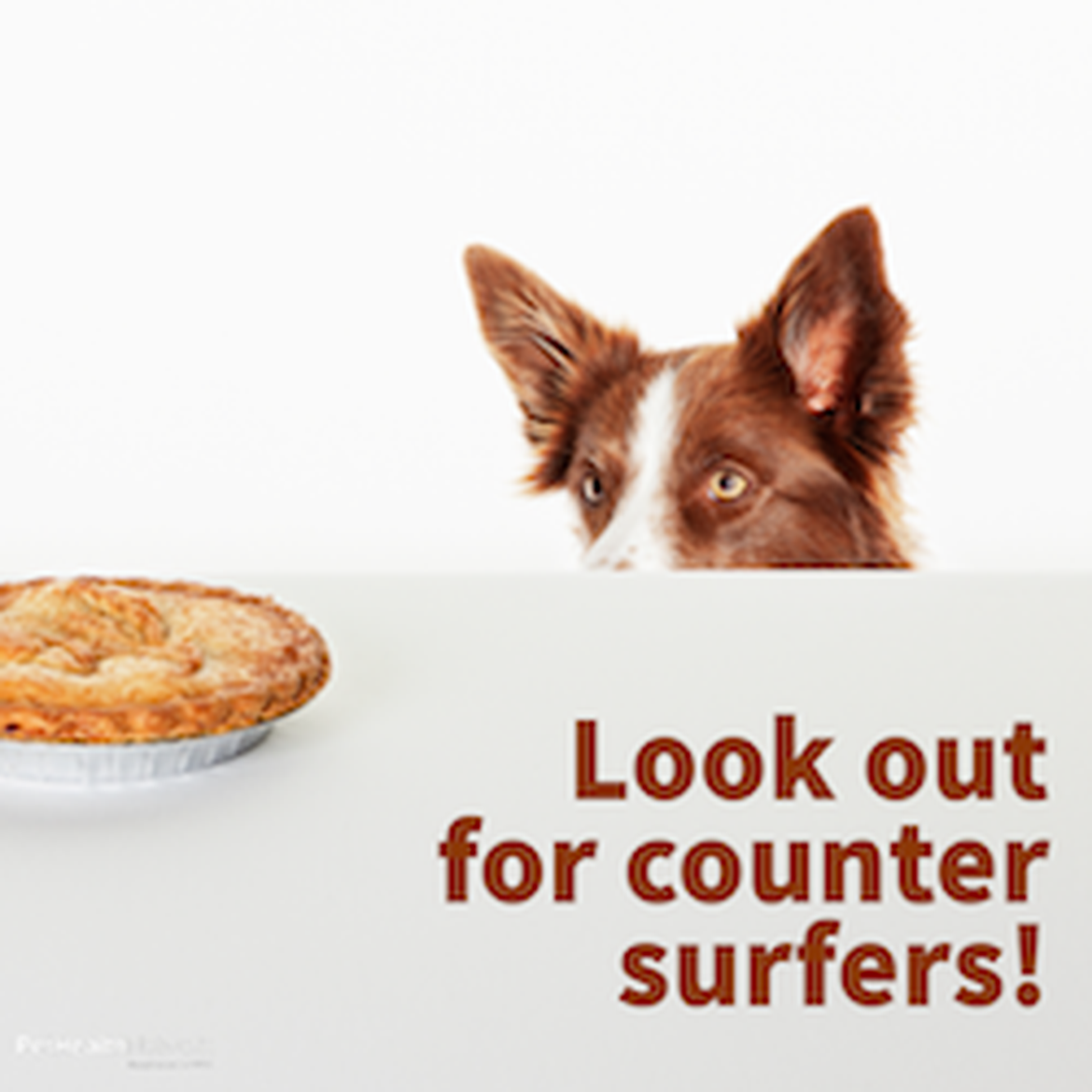 Dog countersurfing for a piece of pie.