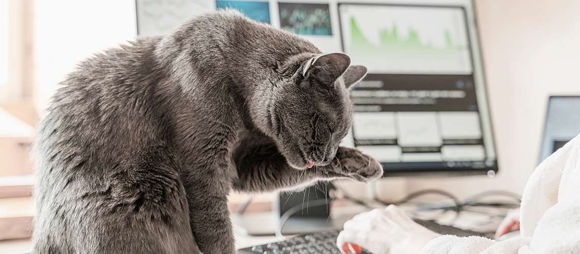 Cat sitting on a desk while a woman works on the computer.