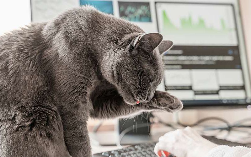 Cat sitting on a desk while a woman works on the computer.