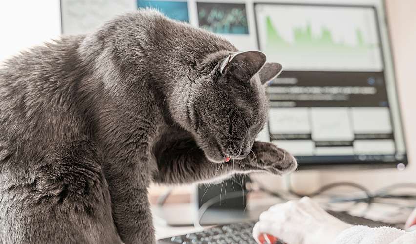 Cat sitting on a desk while a woman works on the computer.