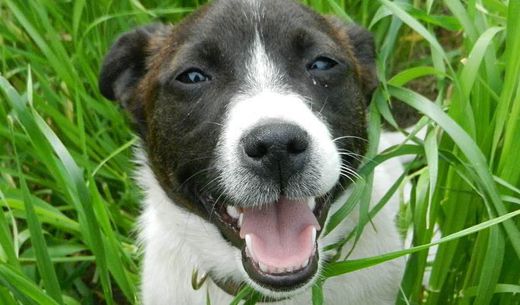 Dog sitting in grass during springtime