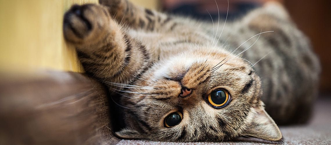 Cat laying on his back looking.