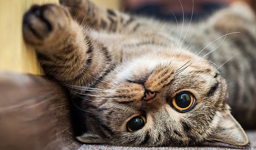 Cat laying on his back looking.