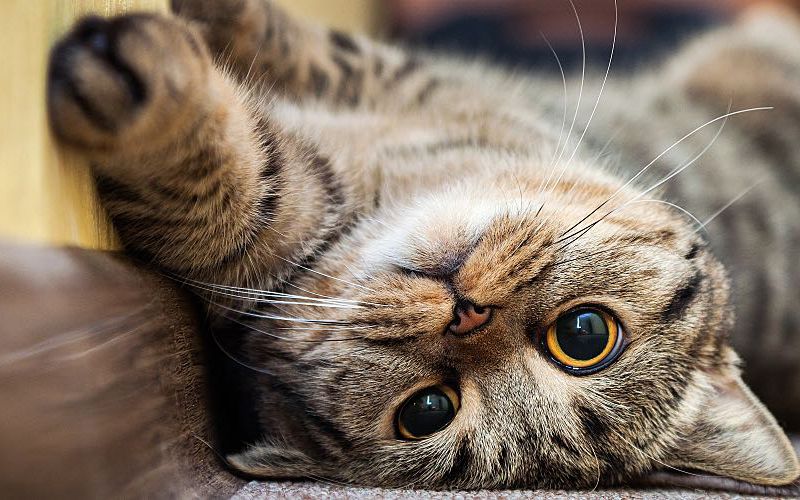 Cat laying on his back looking.