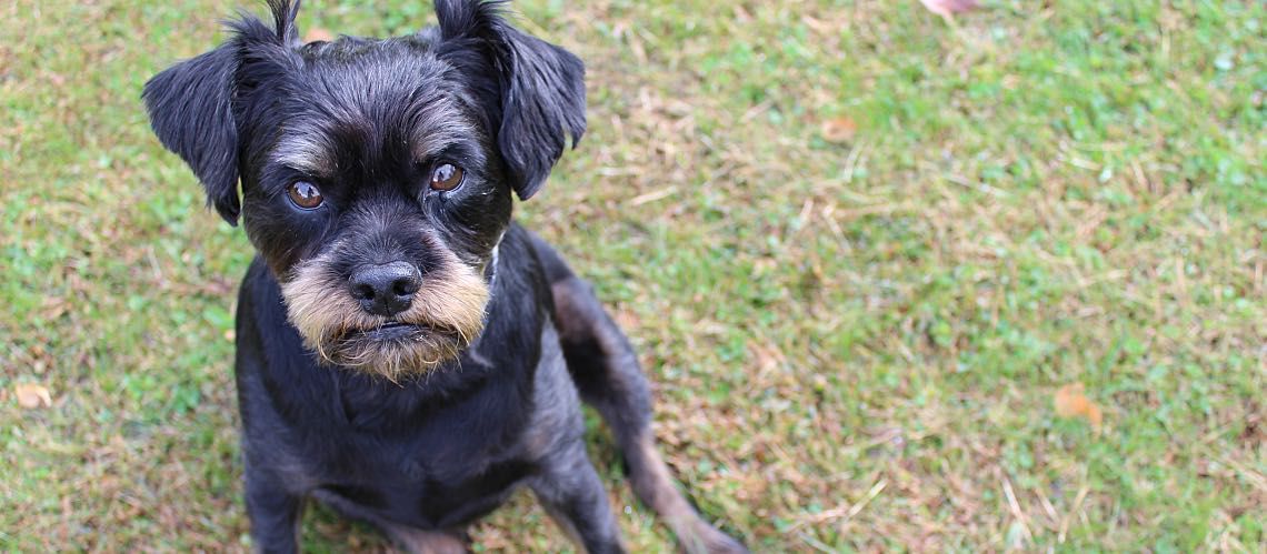 A small grumpy-looking black dog sulks in the grass.