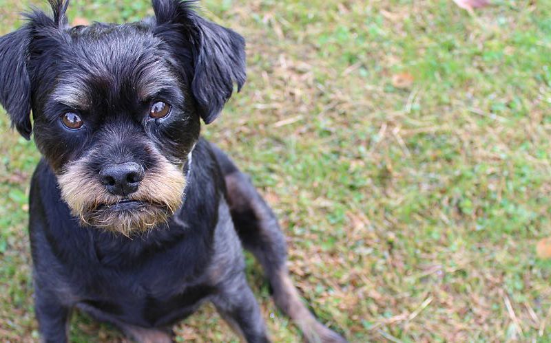 A small grumpy-looking black dog sulks in the grass.