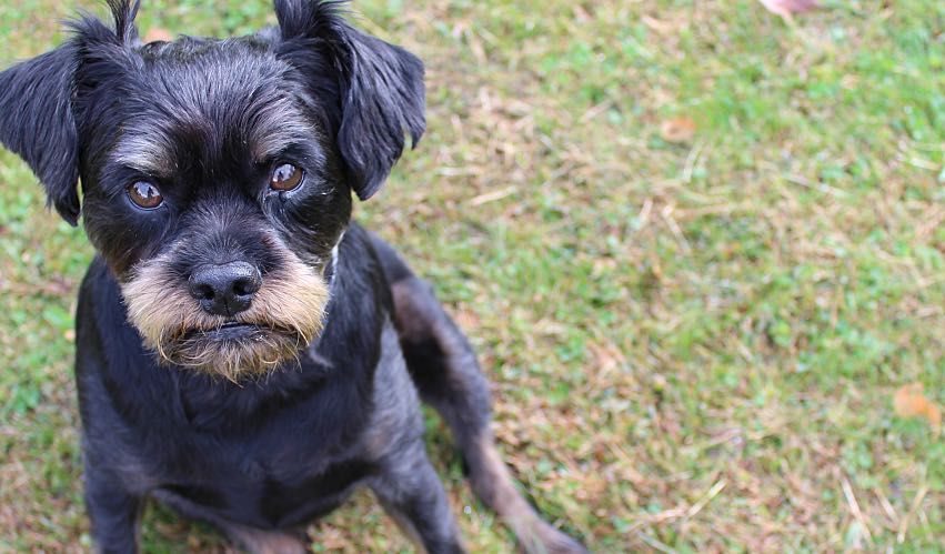 A small grumpy-looking black dog sulks in the grass.