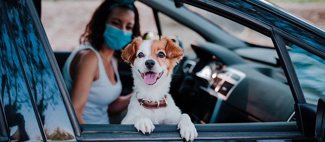 A Jack Russell Terrier waits in the car for their vet appointment.