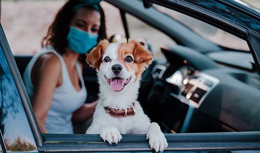 A Jack Russell Terrier waits in the car for their vet appointment.