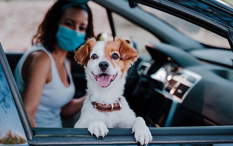 A Jack Russell Terrier waits in the car for their vet appointment.