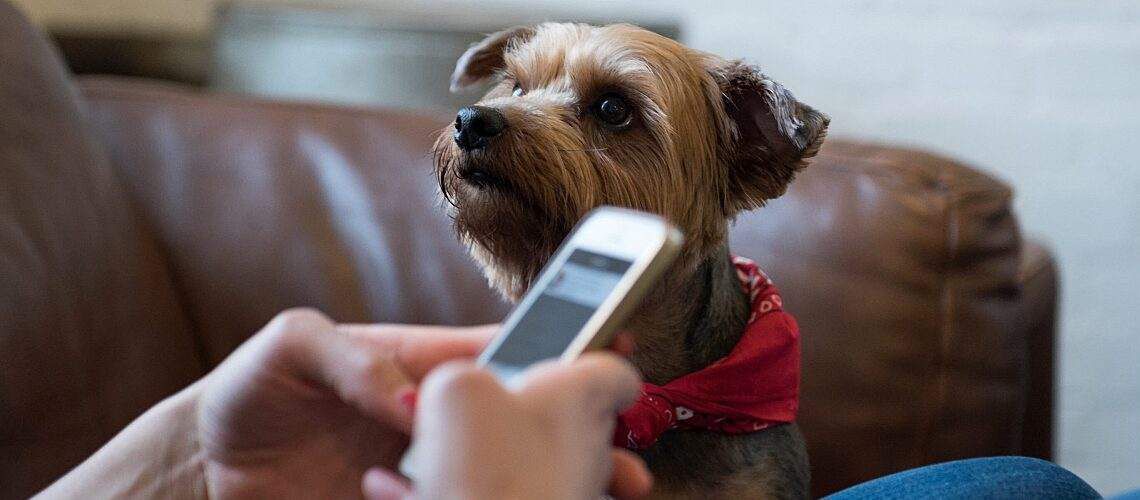 Person sitting on couch with Yorkie while on the phone.