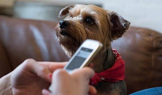 Person sitting on couch with Yorkie while on the phone.