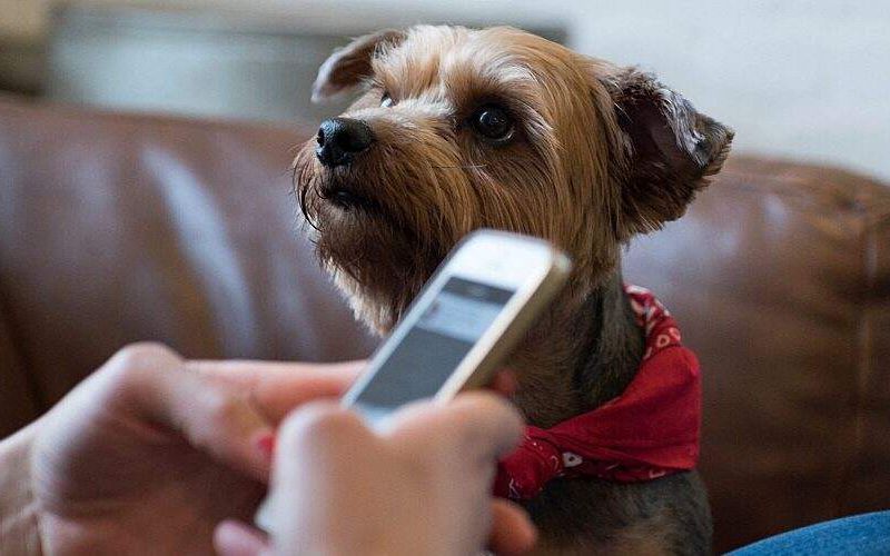 Person sitting on couch with Yorkie while on the phone.