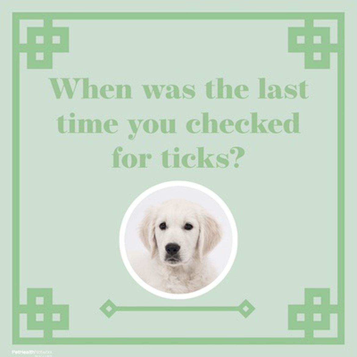 Social media post to remind pet owners to regularly check for ticks on their pets.