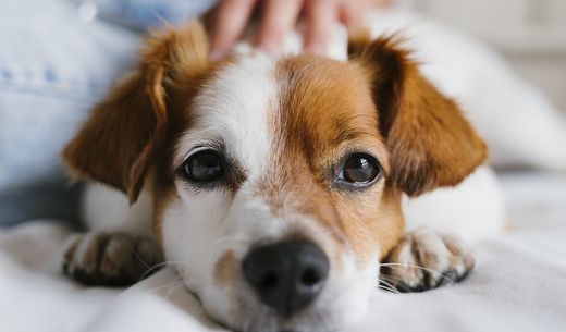 Brown and white dog laying down