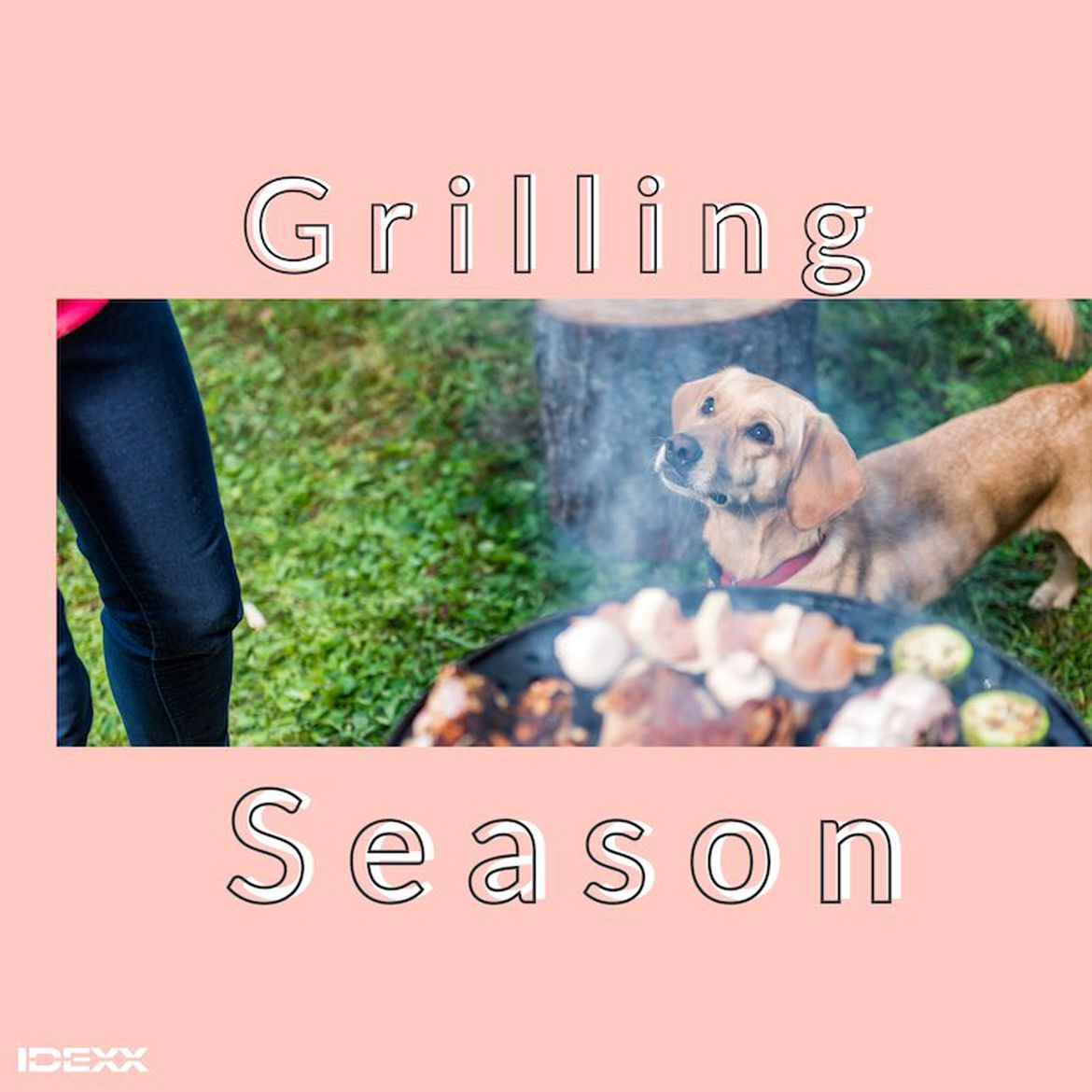 Grilling season warning for dogs social media post