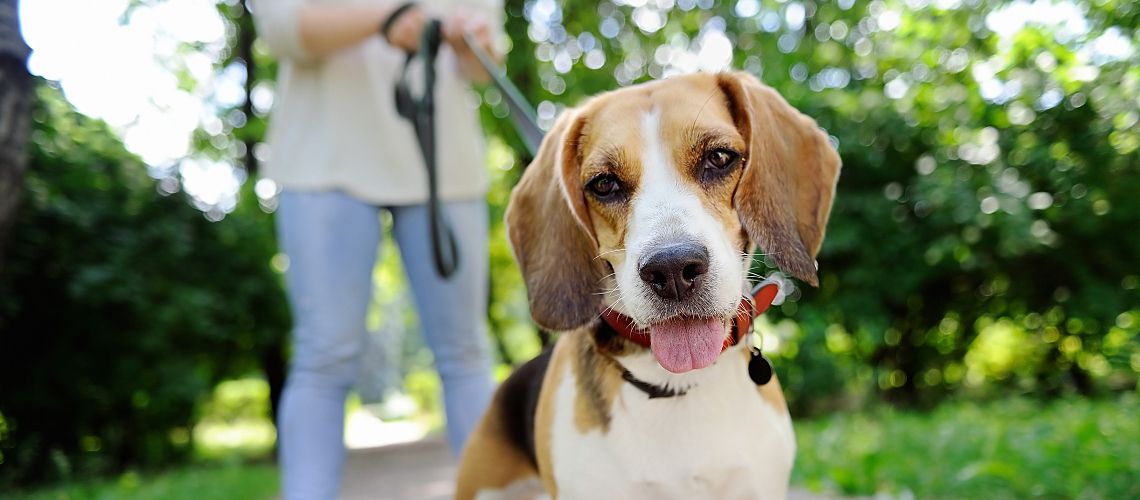 Dog walker walking a beagle can be a strong candidate for veterinary hiring.