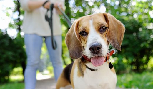 Dog walker walking a beagle can be a strong candidate for veterinary hiring.